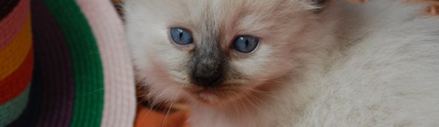 Kala / f 33:
DSC_0866