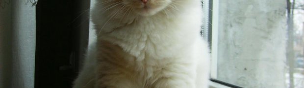 Mioty/Litters:
Miot "K" ur. 26.09.08:
Kalyan / d 21 33:
6