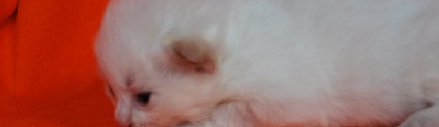 Kalyan / d 21 33:
DSC_0080