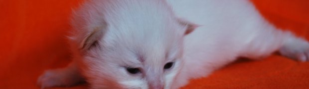 Miot "K" ur. 26.09.08:
Kalyan / d 21 33:
DSC_0092