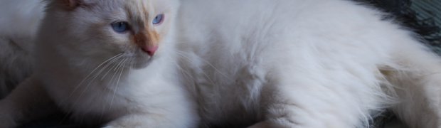 Kalyan / d 21 33:
DSC_0110