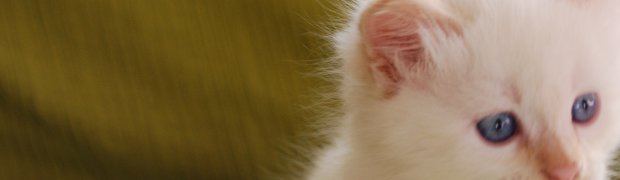 Mioty/Litters:
Miot "K" ur. 26.09.08:
Kalyan / d 21 33:
DSC_0495