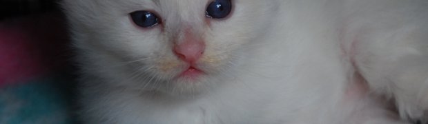 Kalyan / d 21 33:
DSC_0618