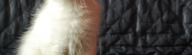 Mioty/Litters:
Miot "K" ur. 26.09.08:
Kamal / d 21 33:
DSC_0101