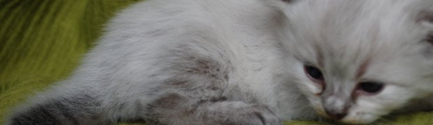 Kishan / n 21 33:
DSC_0546