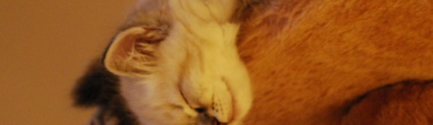 Miot "K" ur. 26.09.08:
Kishan / n 21 33:
DSC_0760