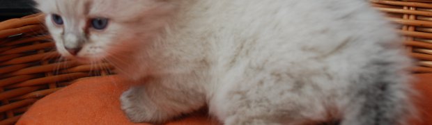 Miot "K" ur. 26.09.08:
Kishan / n 21 33:
DSC_0930