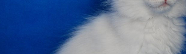 Lakshmi / d 21:
DSC_0087