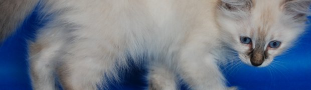 Lavanya / f  21:
DSC_0115