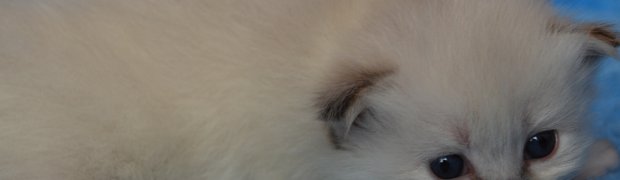 Lavanya / f  21:
lavanya