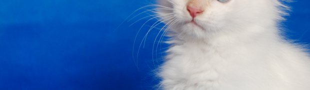Lilou / d 21:
DSC_0052