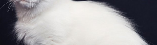 Lokesh / d 21:
DSC_9823_Loki