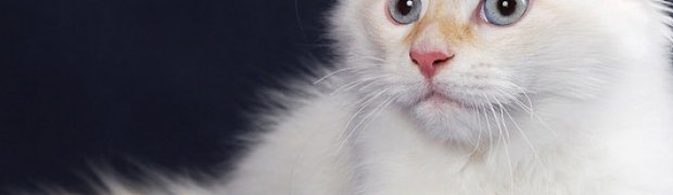 Lokesh / d 21:
DSC_9843_Loki