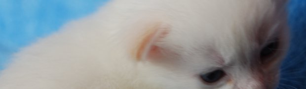 Mioty/Litters:
Miot "L" ur. 20.07.2009r.:
Lokesh / d 21:
lokesh2