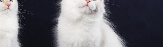 Miot "L" ur. 20.07.2009r.:
Wspólne zdjęcia:
DSC_9723