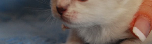 Mitul / NEM n 21:
DSC_0312_n