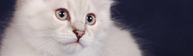 Mitul / NEM n 21:
DSC_3287