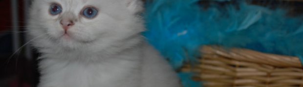 Miot "M" ur. 31.10.2009r.:
Moti / NEM ns 21:
DSC_0886_n