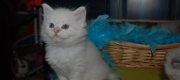 Miot 