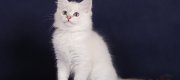 Miot 
