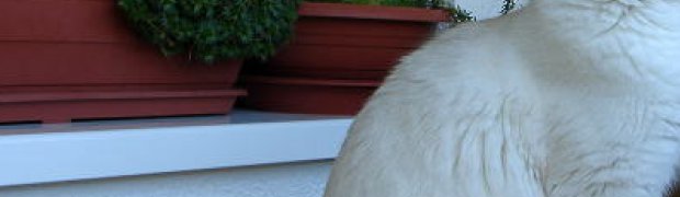 Moti / NEM ns 21:
Moti9m1(15).jpg