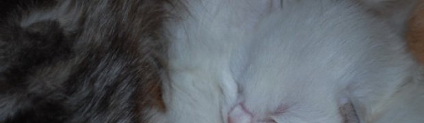 Nandi:
DSC_0112