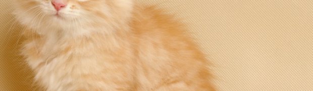Naveen:
N02_0816