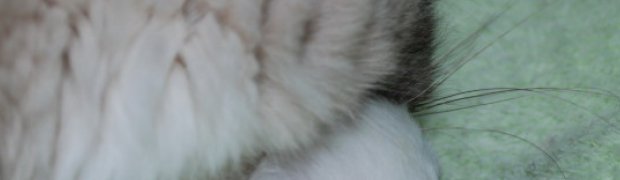 Neela:
DSC_0091