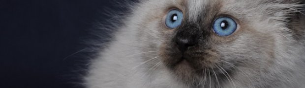 Omala:
DSC_0131_n