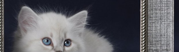 Mioty/Litters:
Miot "O" ur. 25.10.2010r:
Omesh:
DSC_0168_n