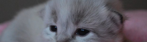 Ori:
DSC_0031