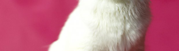 Pugal:
04smallt