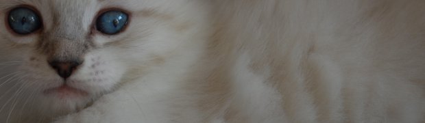 Mioty/Litters:
Miot "R" ur. 09.09.2011r.:
Rashi:
DSC_0646