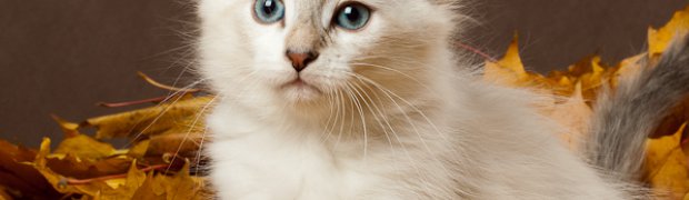 Riya:
DSC_0259