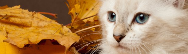 Miot "R" ur. 09.09.2011r.:
Riya:
DSC_0273