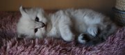 Miot 