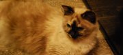 Nasze koty/Our cats
Koty w naszej hodowli.