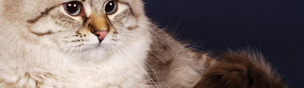 IC Kishan Kropla Nieba*PL:
DSC_3351_n