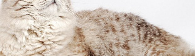 Nasze koty/Our cats:
IC Kishan Kropla Nieba*PL:
DSC_3400_n