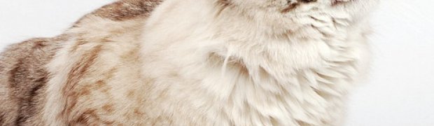 IC Kishan Kropla Nieba*PL:
DSC_3408_n