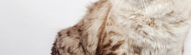 IC Kishan Kropla Nieba*PL:
DSC_3421_n