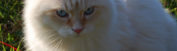 Lokesh Kropla Nieba*PL NEM d 21:
DSC_2289