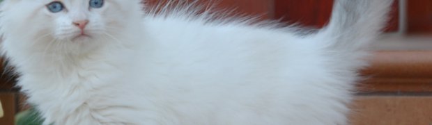 Oregano  Marcowe Migdały*PL:
DSC_0169