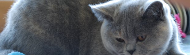 Wystawy/Show:
Bydgoszcz 20.09.2008 /FIFE/:
DSC_0093